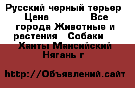 Русский черный терьер › Цена ­ 35 000 - Все города Животные и растения » Собаки   . Ханты-Мансийский,Нягань г.